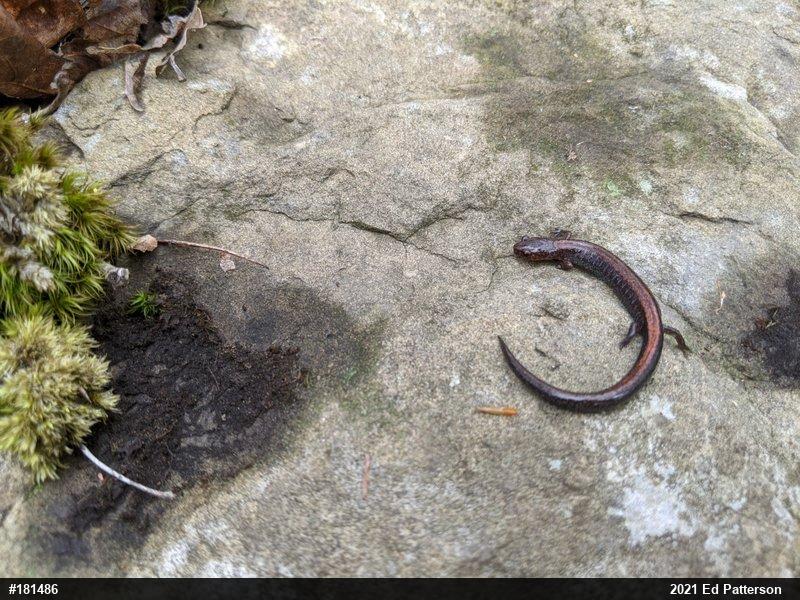 Eastern Red-backed  Salamander
