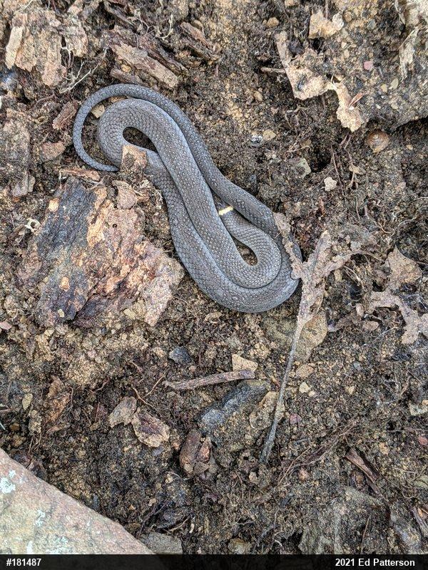 Northern Ring-necked Snake