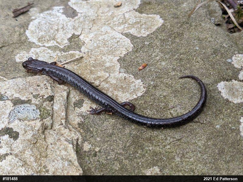 Valley And Ridge Salamander