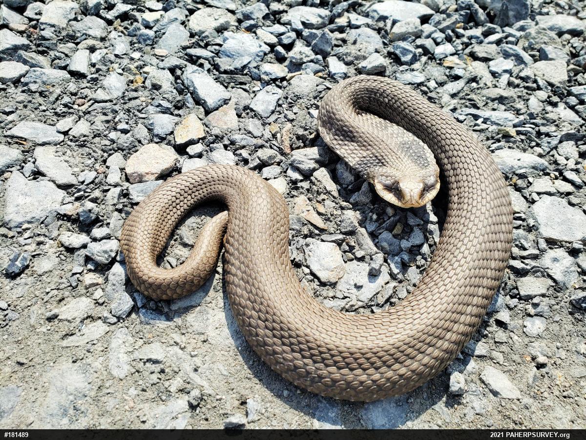 Eastern Hog-nosed Snake