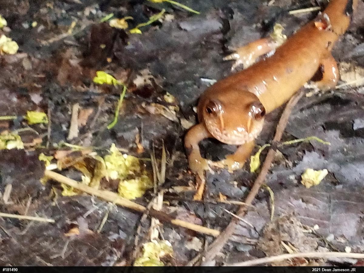 Northern Spring Salamander