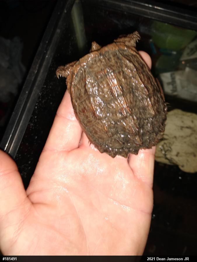 Snapping Turtle