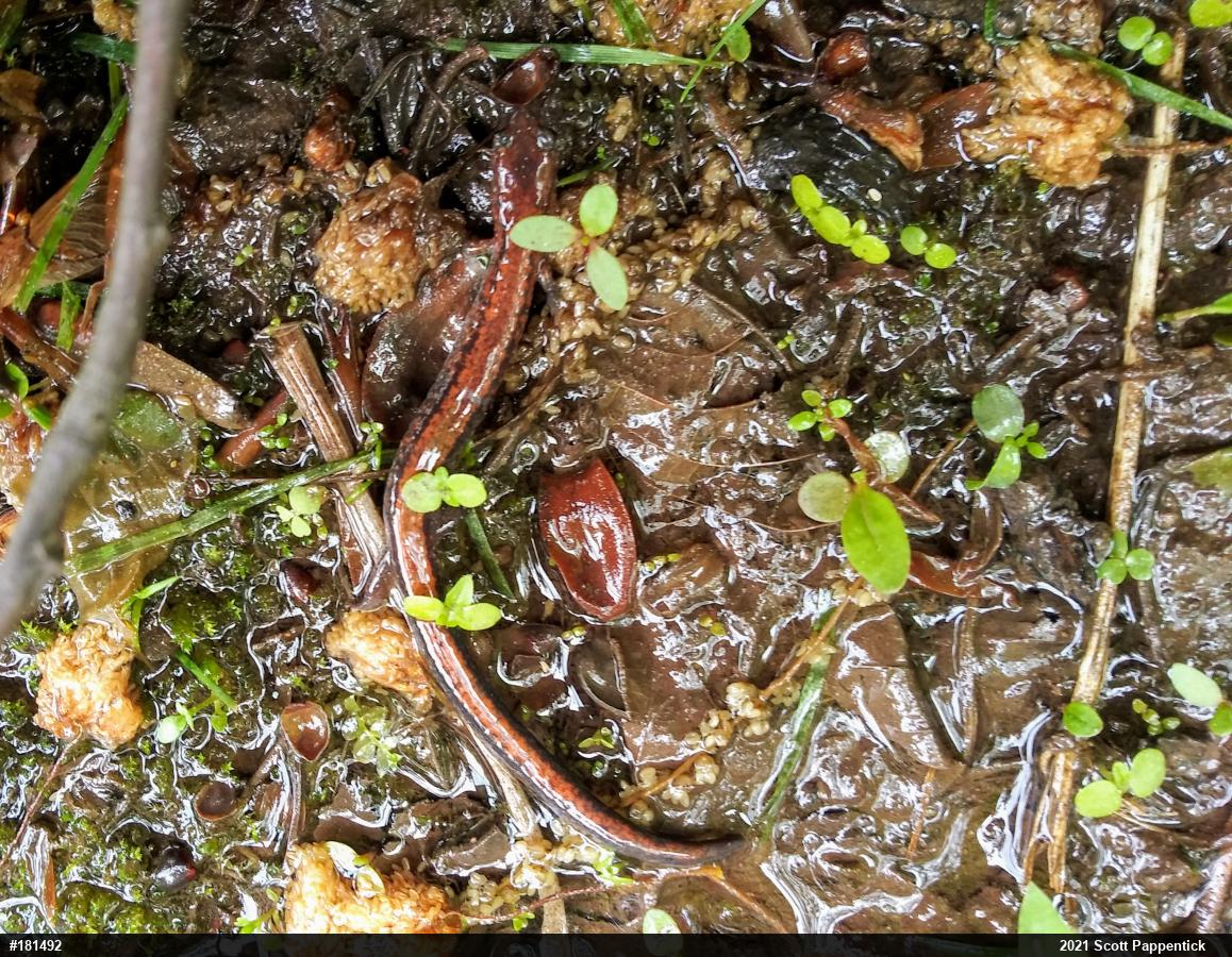 Eastern Red-backed  Salamander