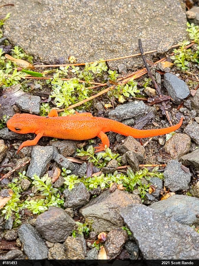 Red-spotted Newt