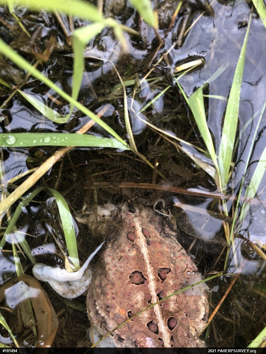 Eastern American Toad