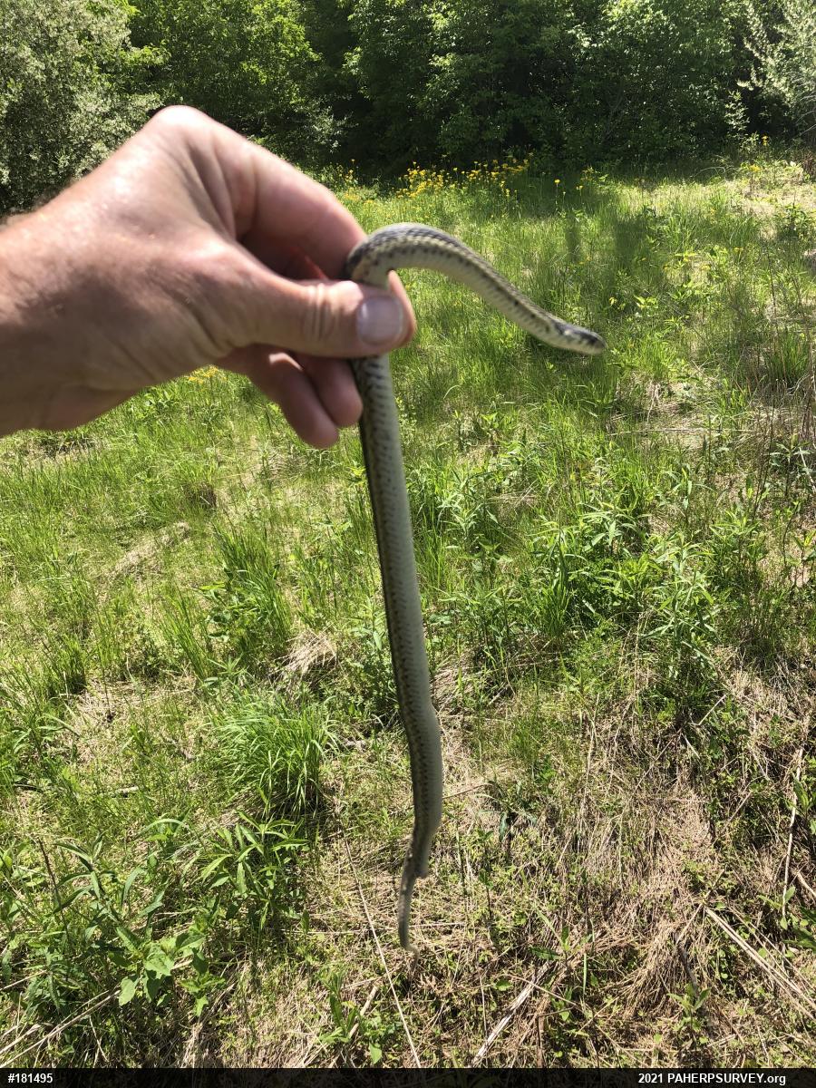Eastern Gartersnake