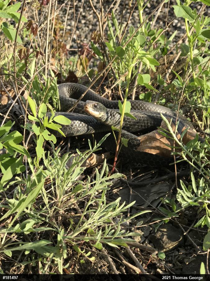 Northern Black Racer