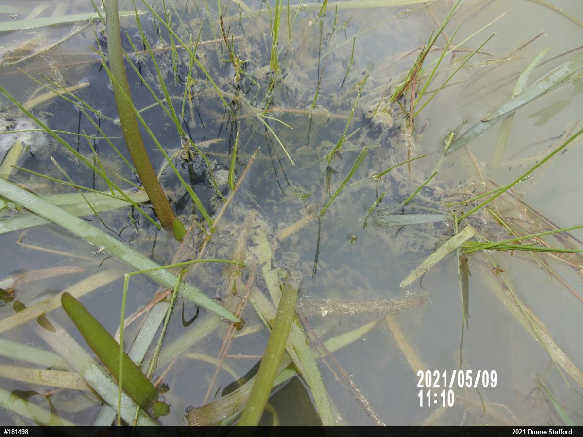 Eastern American Toad