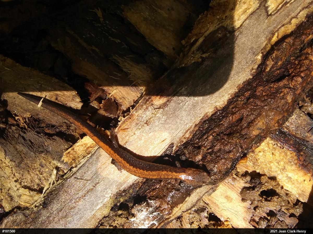 Eastern Red-backed  Salamander