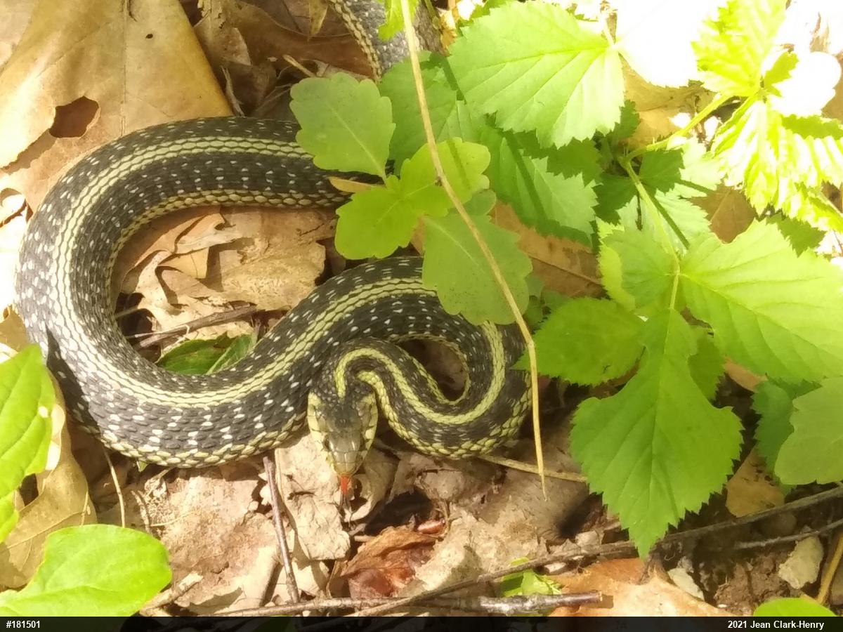 Eastern Gartersnake