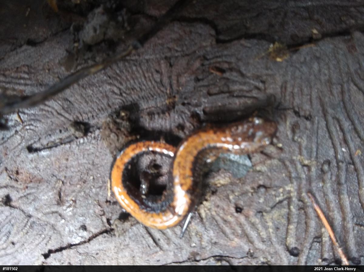 Eastern Red-backed  Salamander