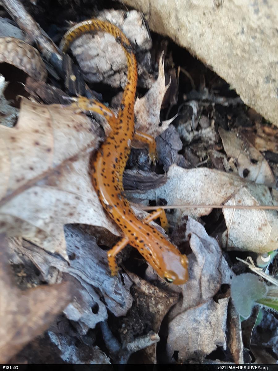 Eastern Long-tailed Salamander