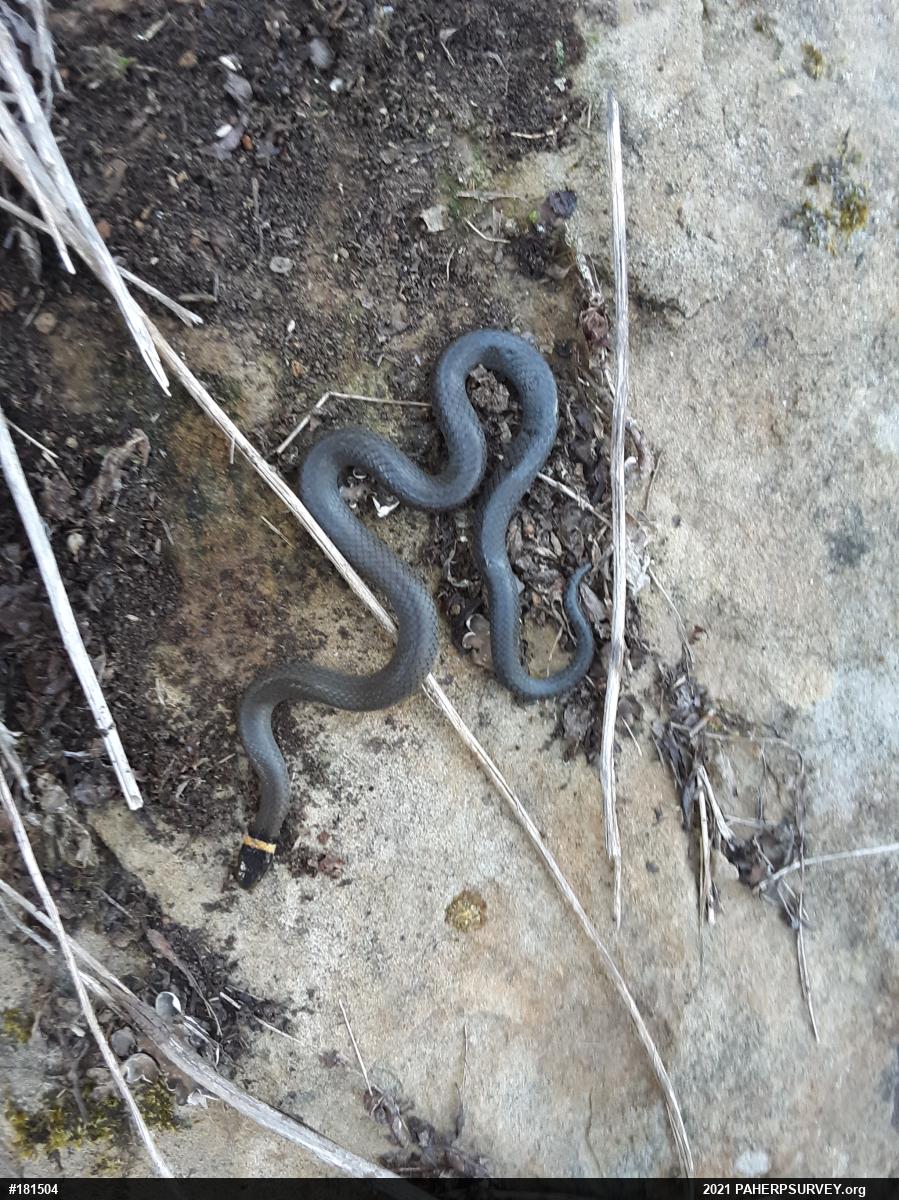 Northern Ring-necked Snake