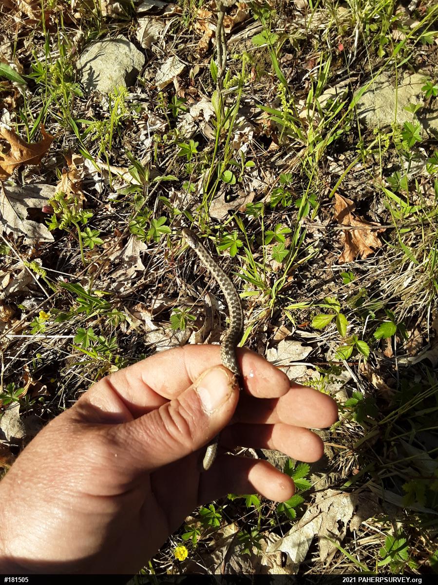 Eastern Gartersnake