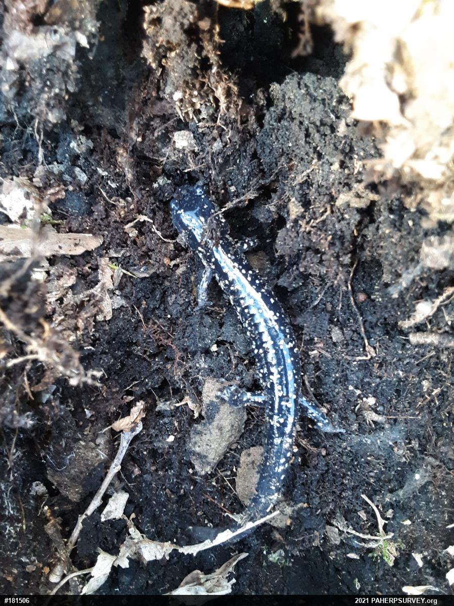 Northern Slimy Salamander