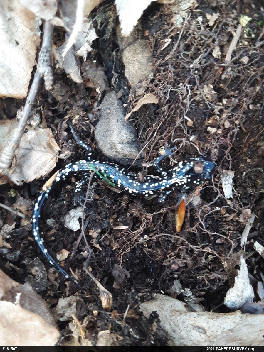 Northern Slimy Salamander