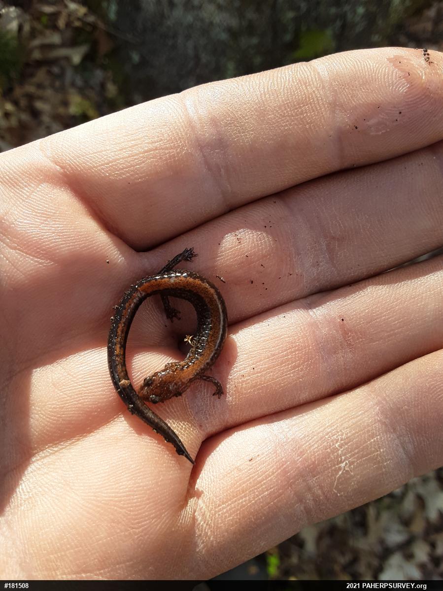 Eastern Red-backed  Salamander
