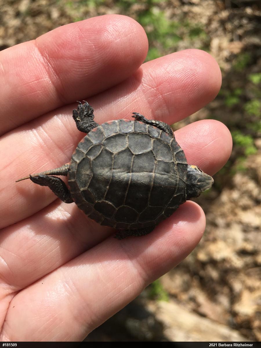 Painted Turtle