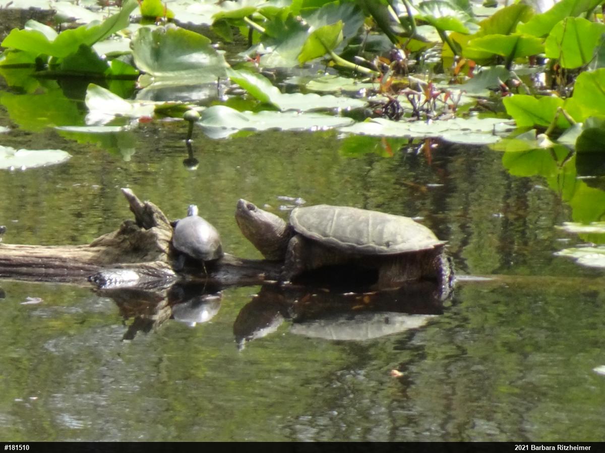 Snapping Turtle