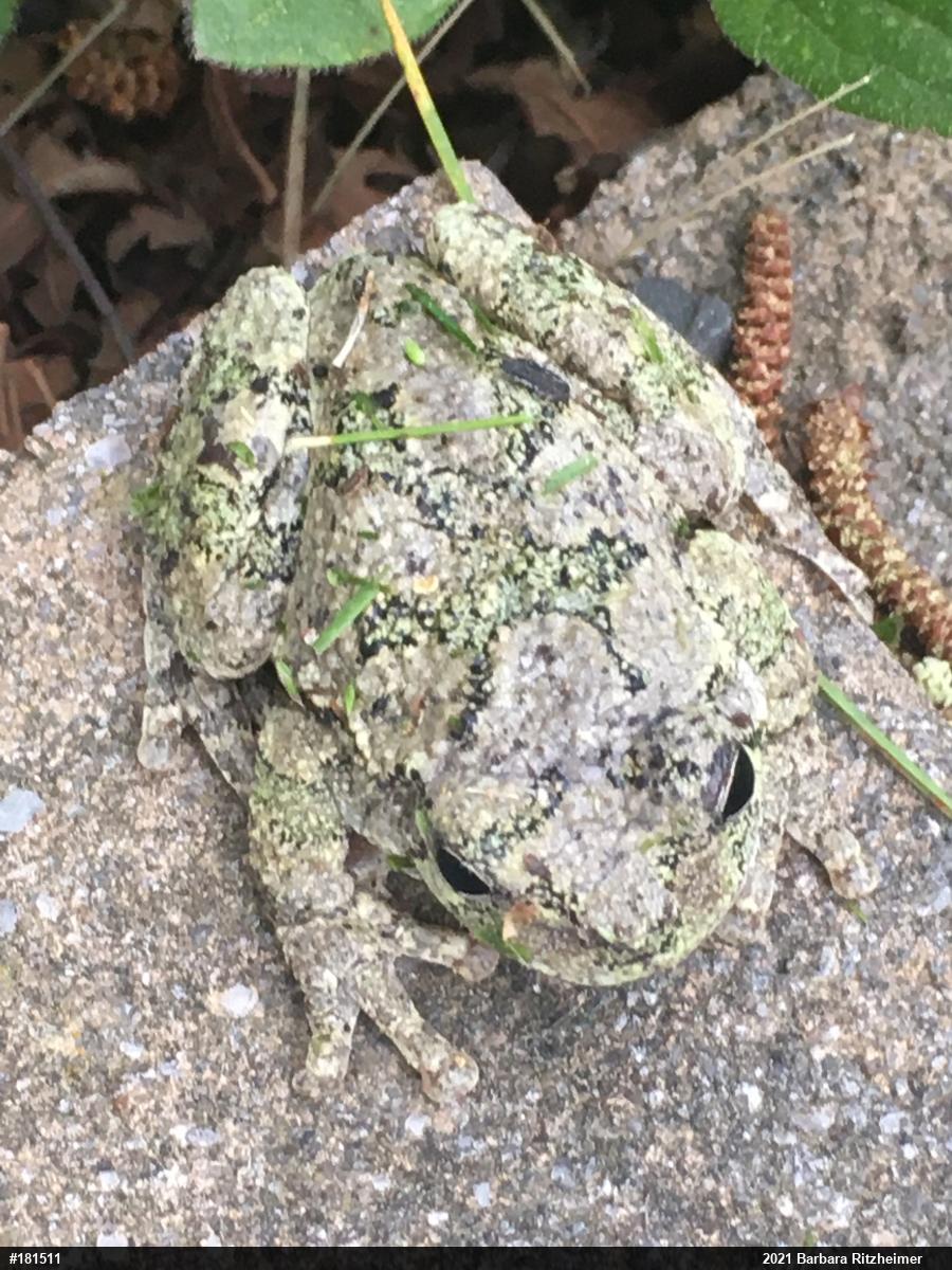 Unknown Gray Treefrog