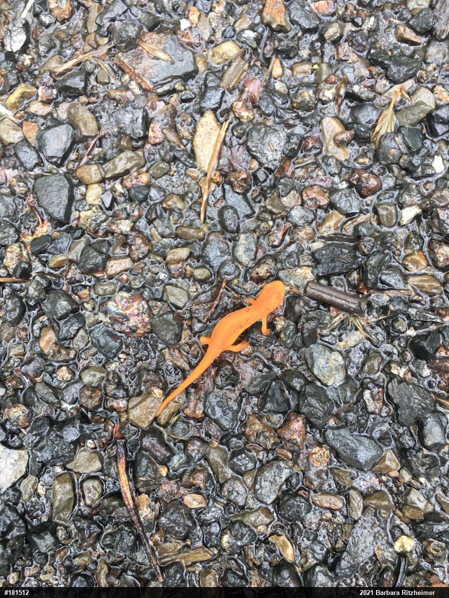 Red-spotted Newt
