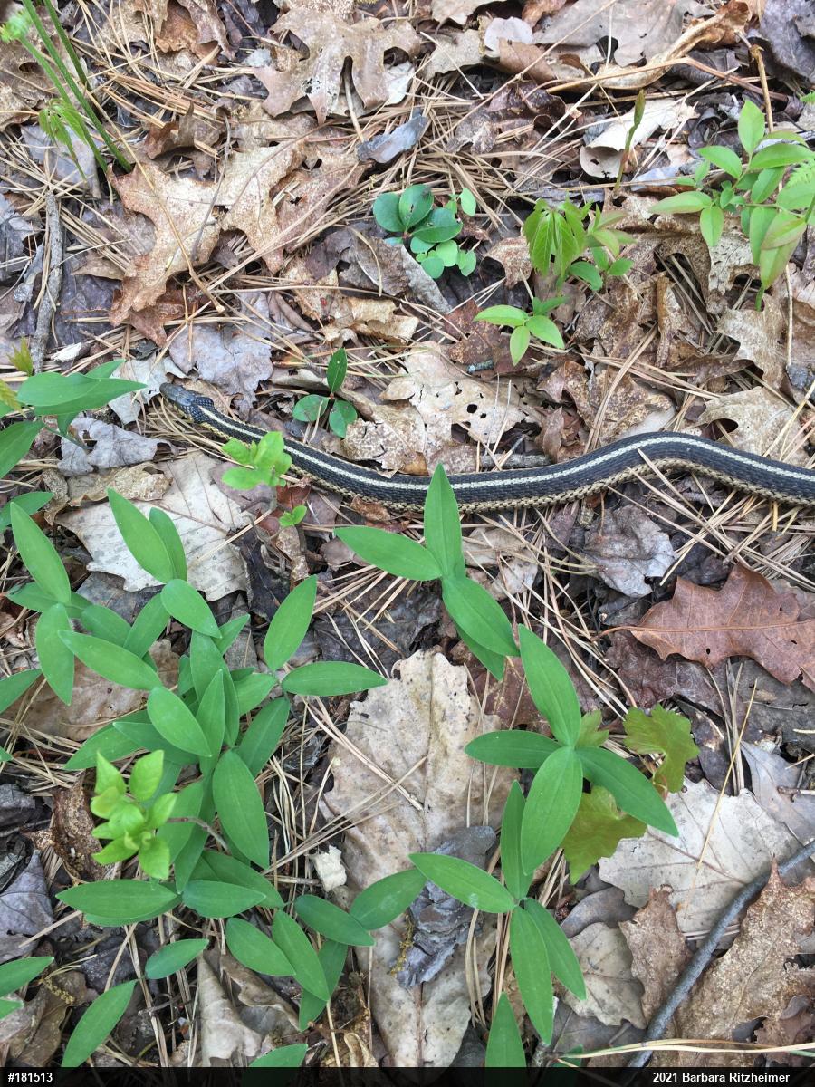 Eastern Gartersnake