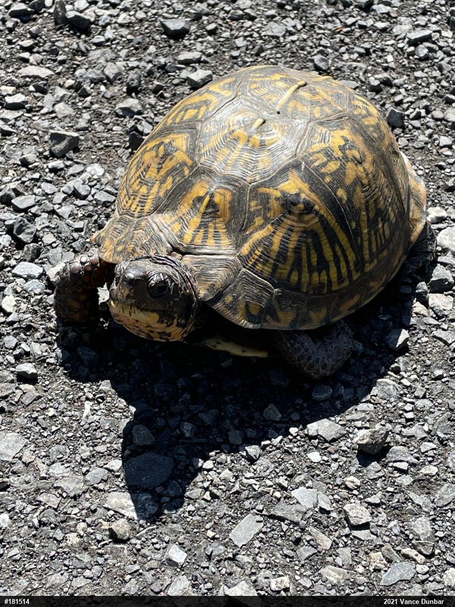 Eastern Box Turtle
