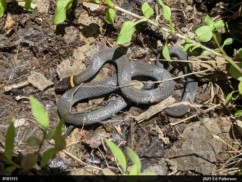 Northern Ring-necked Snake