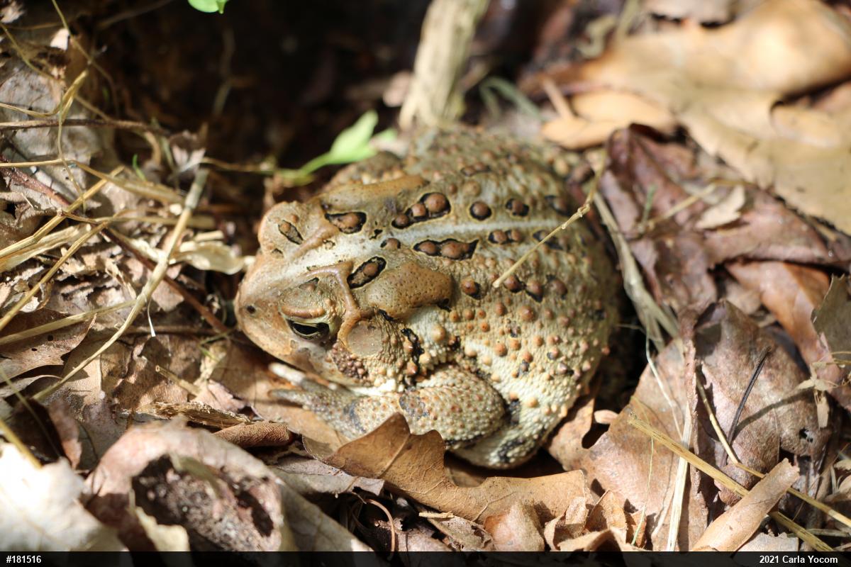 Eastern American Toad