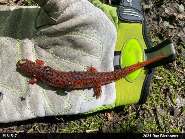 Northern Red Salamander