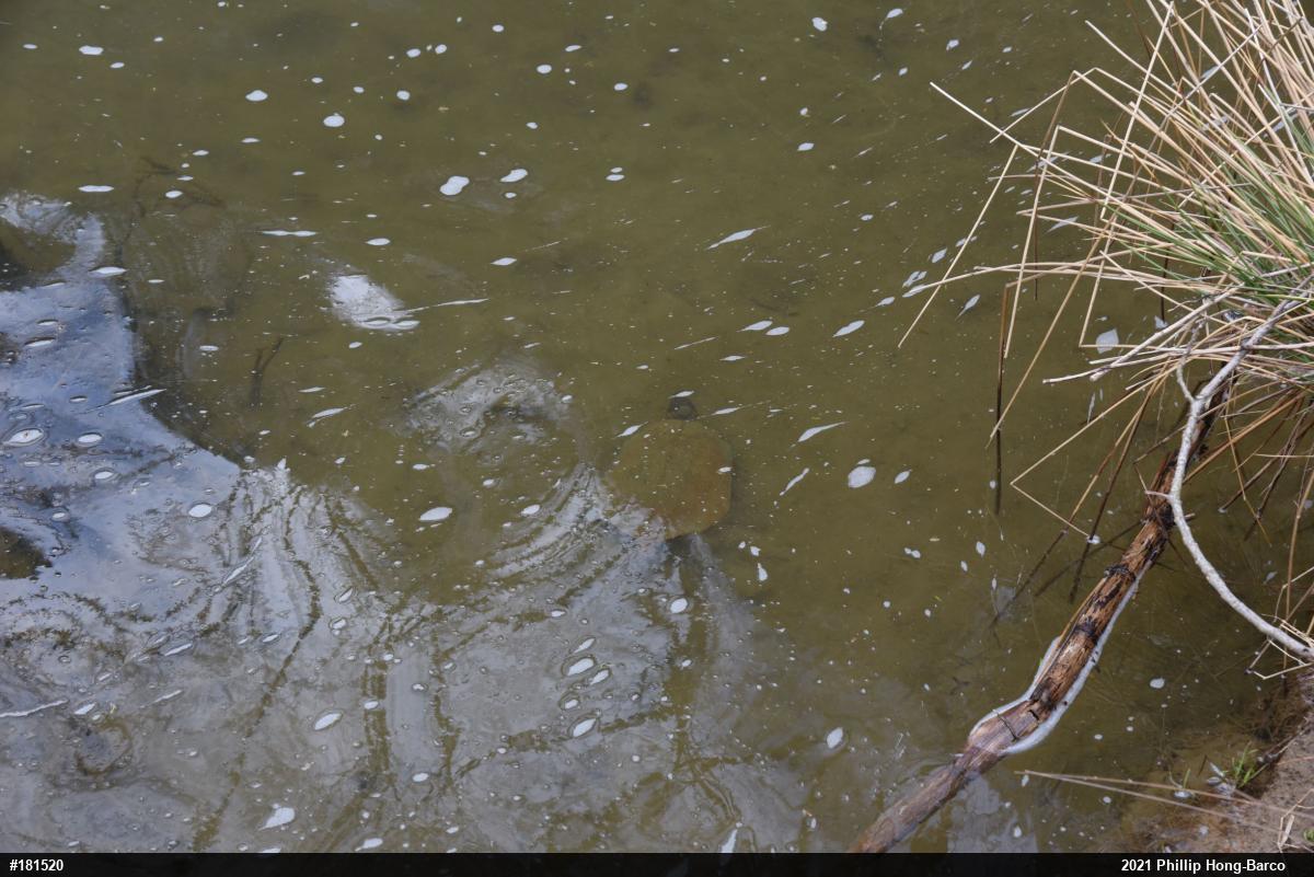 Wood Turtle