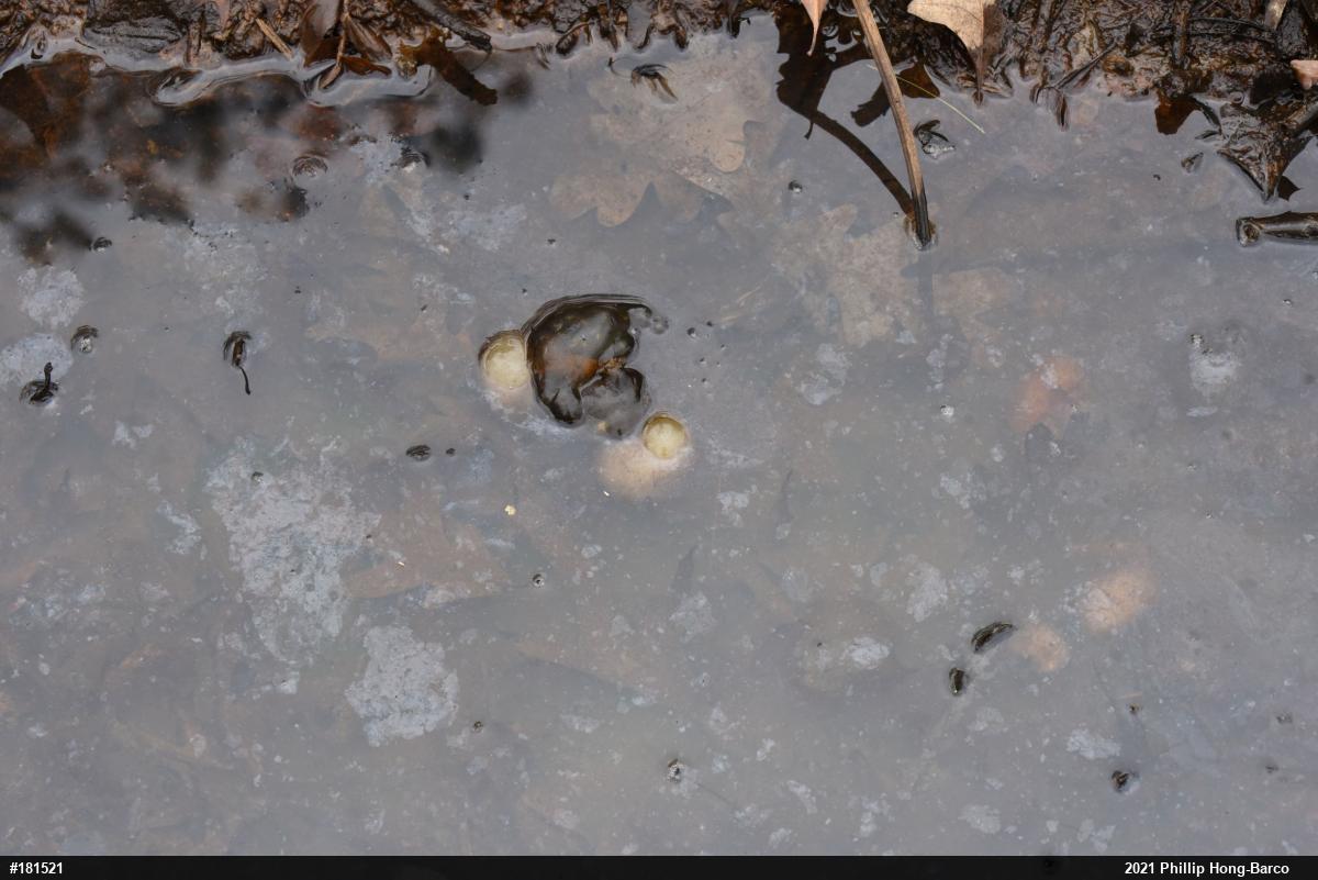 Spotted Salamander