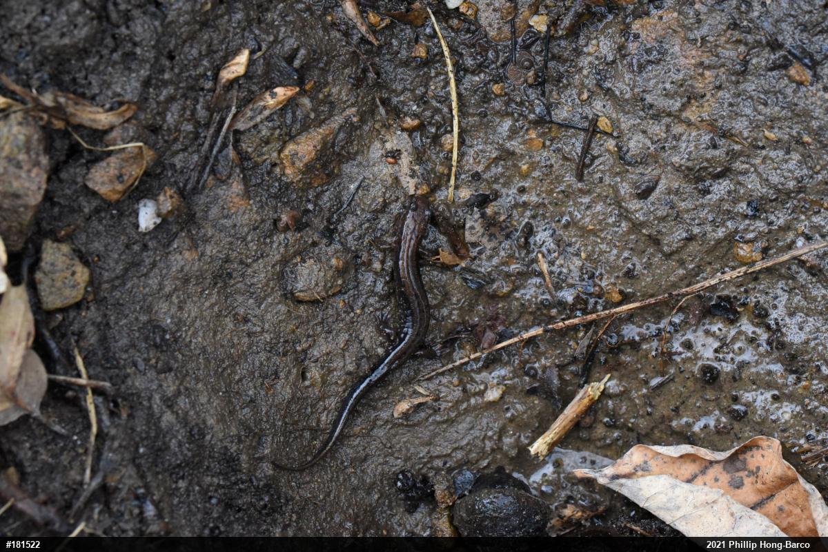 Allegheny Mountain Dusky Salamander