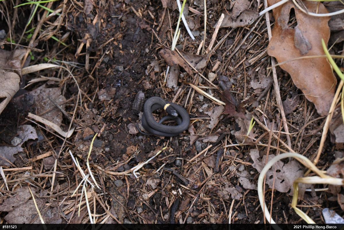 Northern Ring-necked Snake