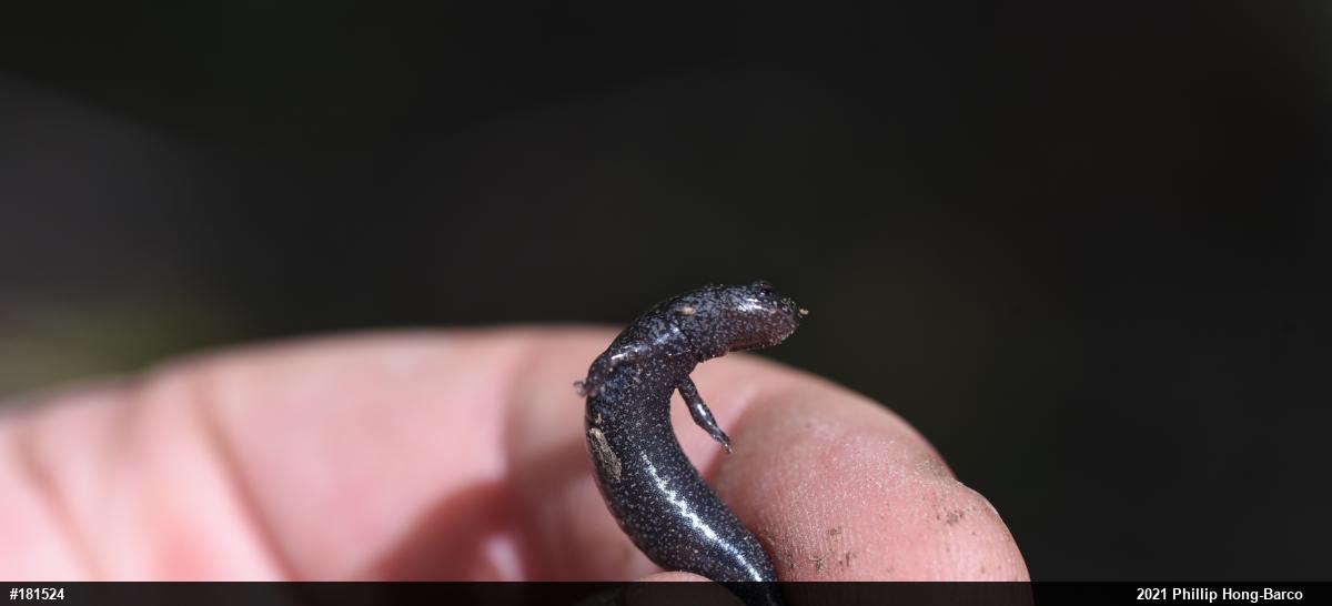 Northern Ravine Salamander