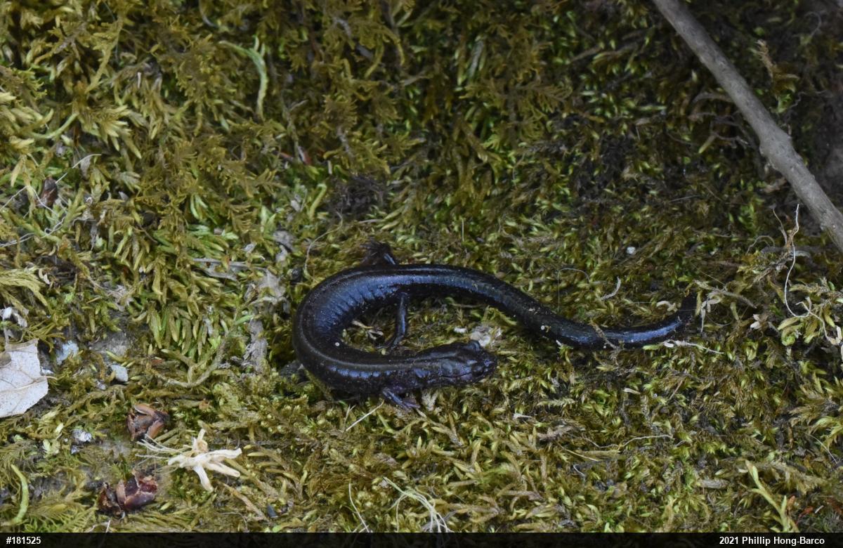 Woodland Salamanders
