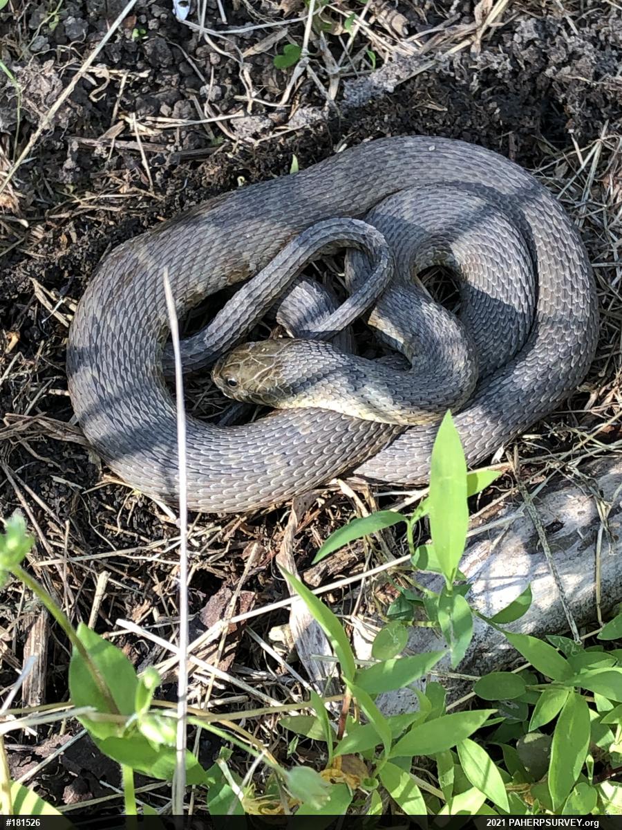 Northern Watersnake