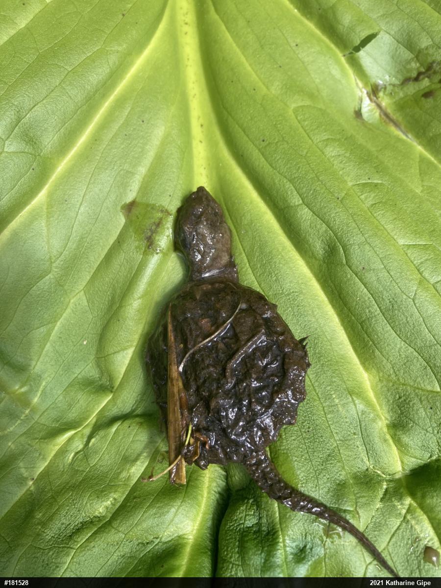Snapping Turtle