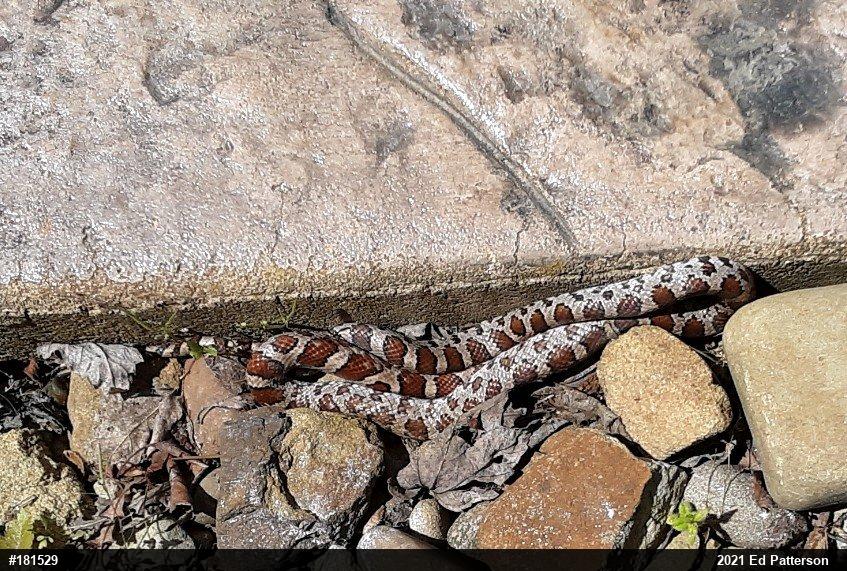 Eastern Milksnake