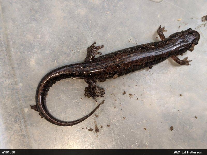 Northern Dusky Salamander