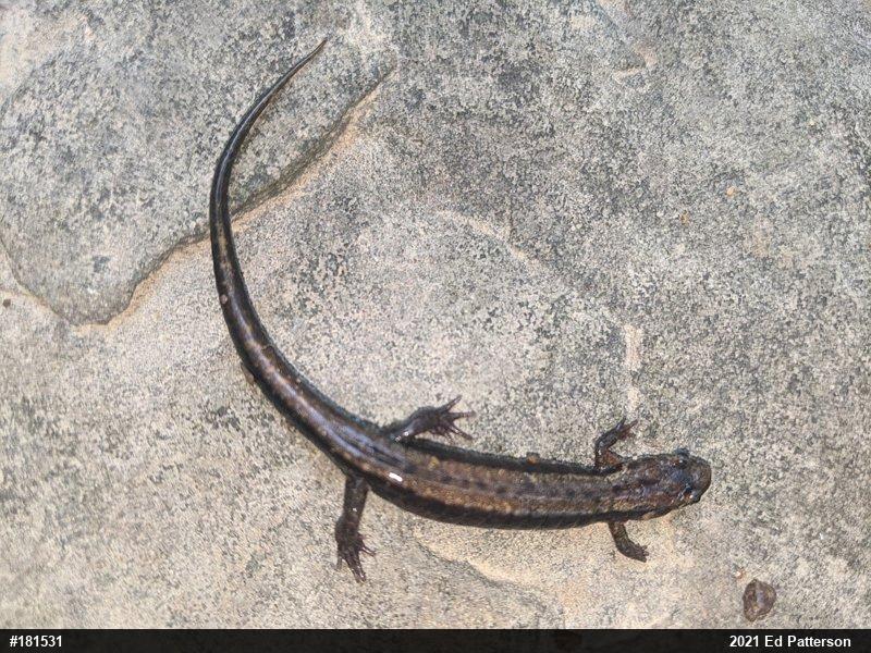 Allegheny Mountain Dusky Salamander