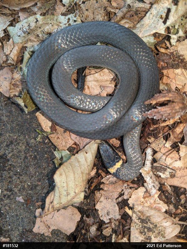 Northern Ring-necked Snake