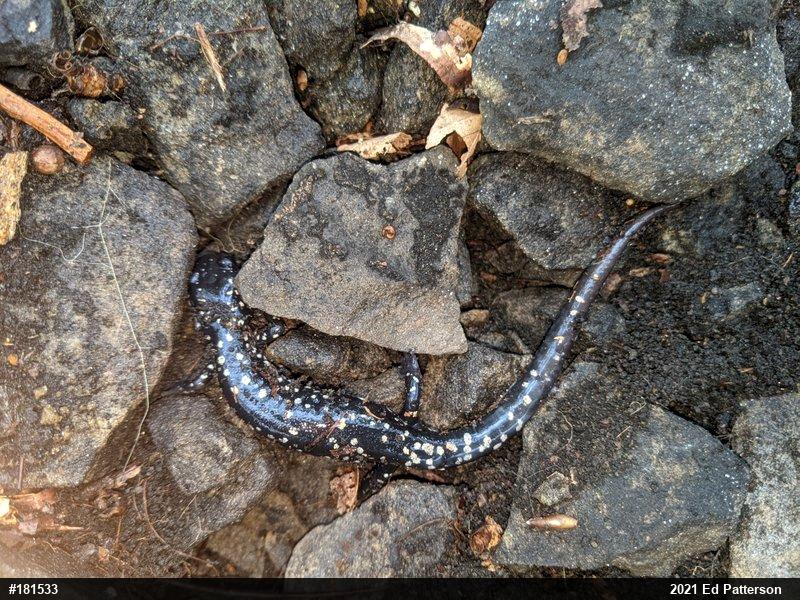 Northern Slimy Salamander