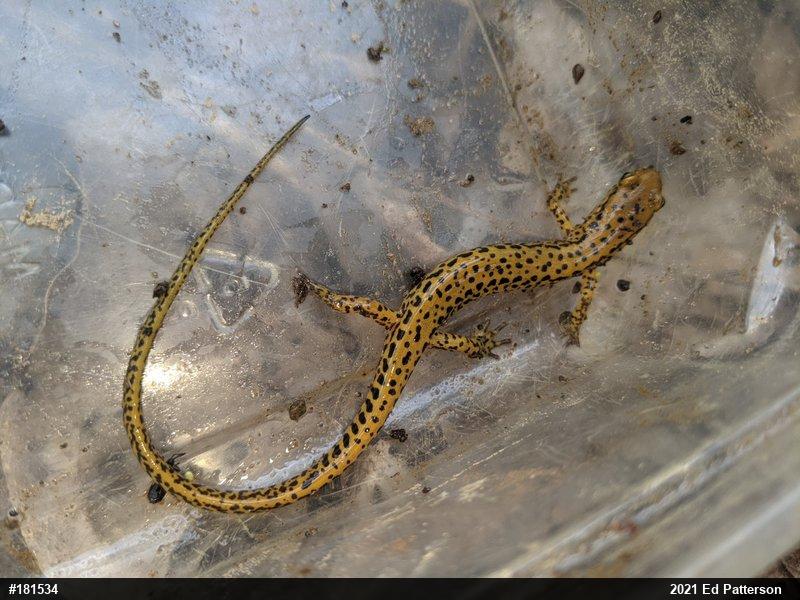Eastern Long-tailed Salamander