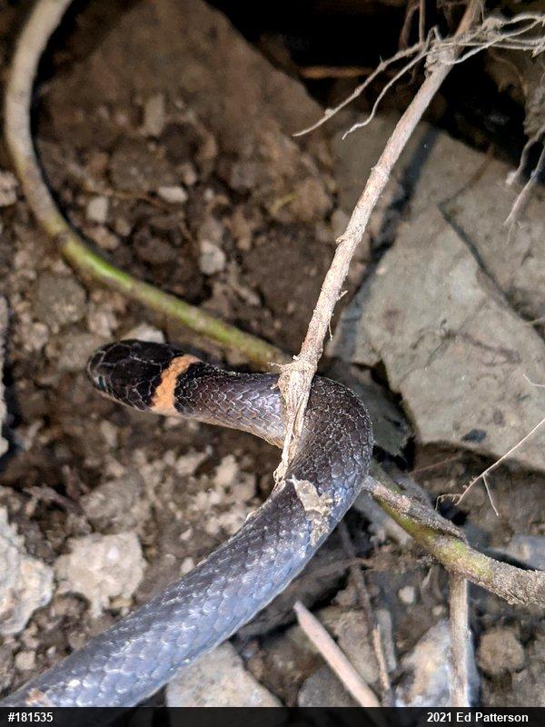 Northern Ring-necked Snake