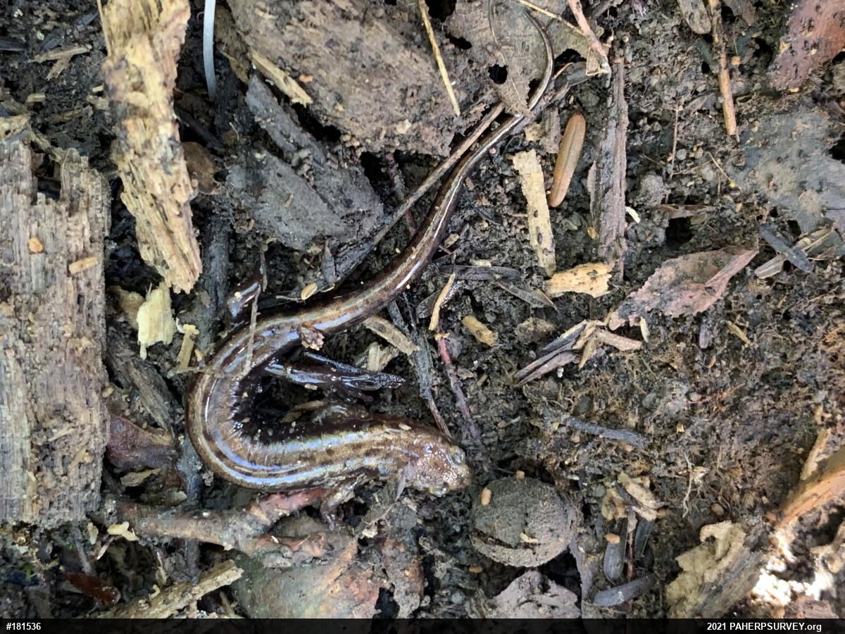 Allegheny Mountain Dusky Salamander