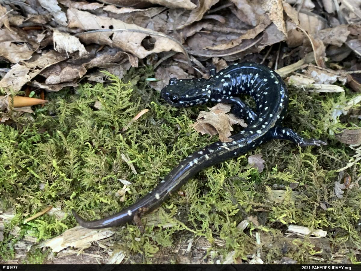 Northern Slimy Salamander