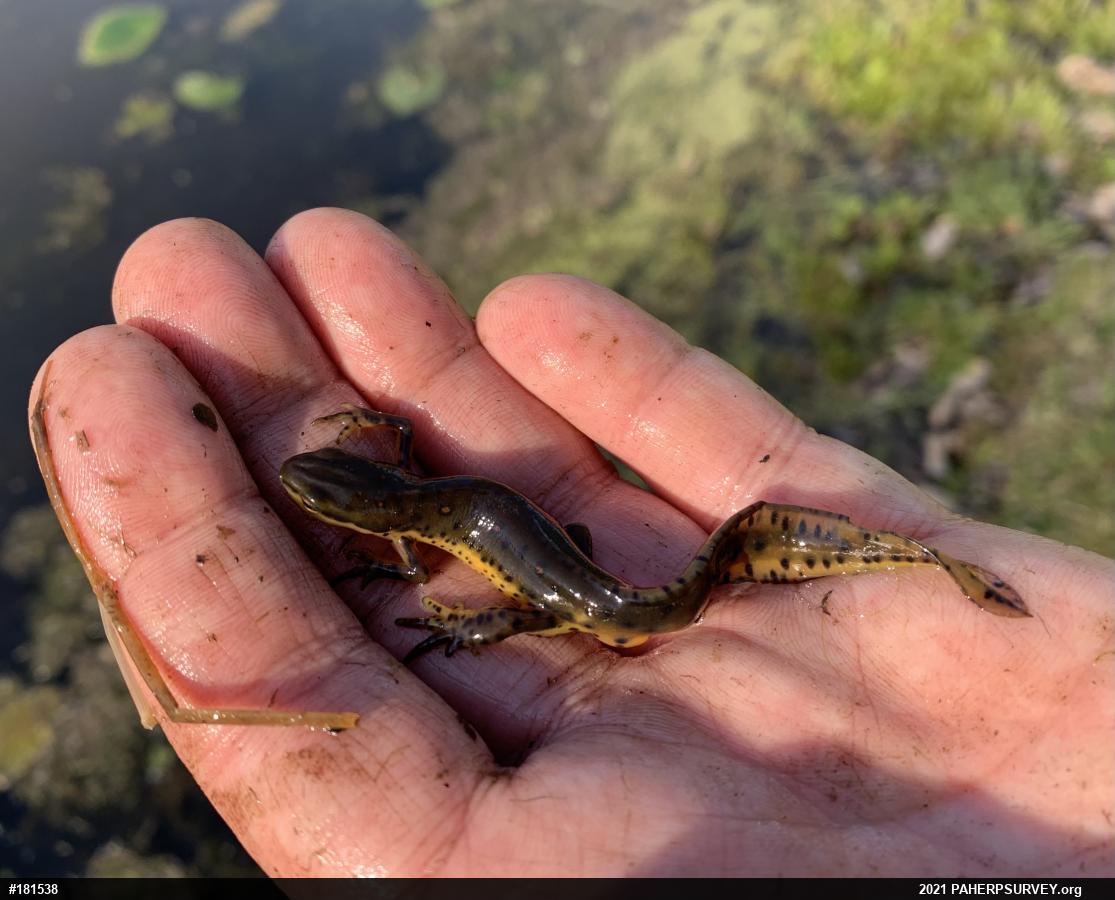 Red-spotted Newt