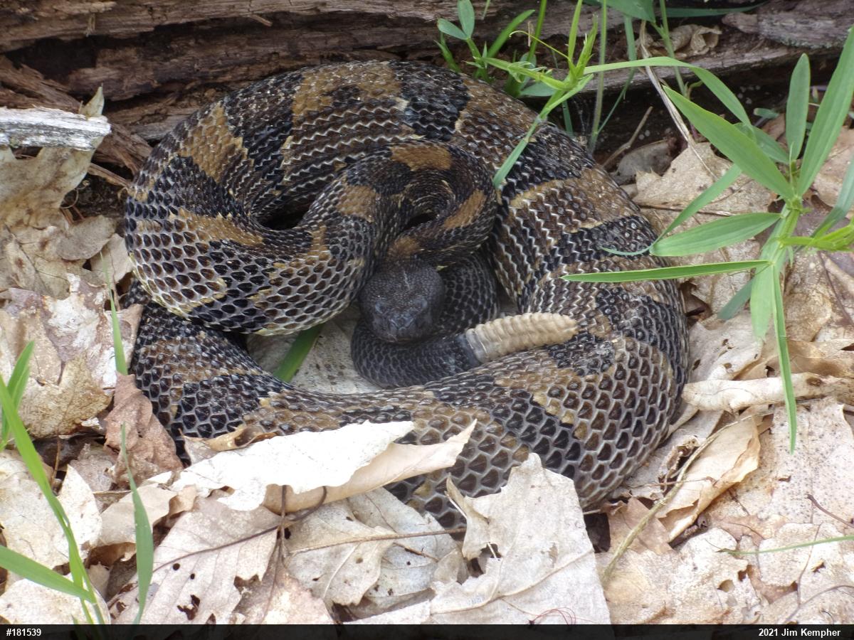Timber Rattlesnake