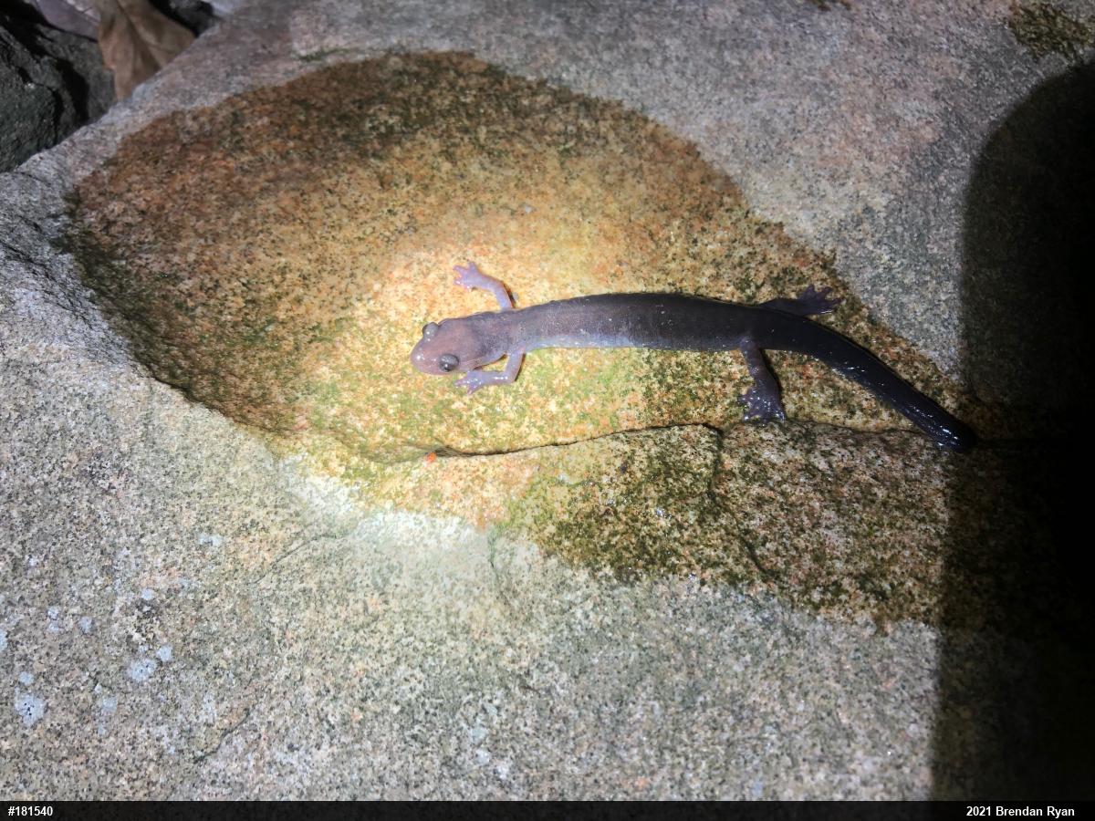Wehrle's Salamander